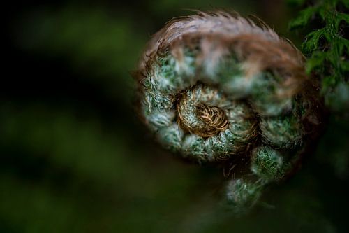 Uitlopende varen, growing fern