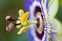 Passionsblume