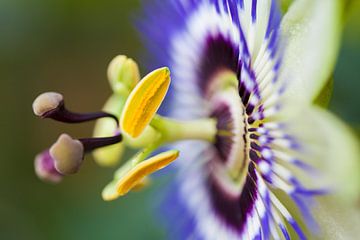 Passion Flower by Ester Ammerlaan