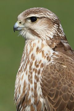 Sakervalk (Falco cherrug) van Ronald Pol