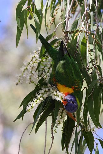 Regenbooglori (Trichoglossus moluccanus), Queensland, Australië