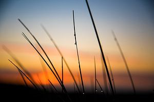 Morgentau