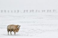 Schafe in einer verschneiten Landschaft von Henk Bogaard Miniaturansicht