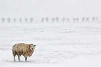 Schaap in sneeuwlandschap