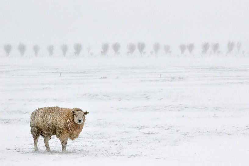 Des moutons dans un paysage enneigé par Henk Bogaard