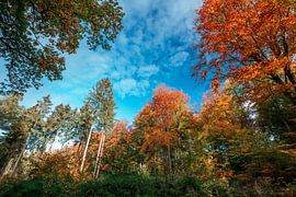 Treetops in the Dorm by Sebastian Petersen