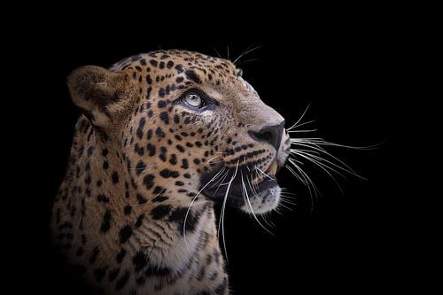 Panter kijkend richting mooi licht met zwarte achtergrond