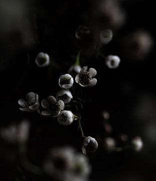 Finding the light - Wax flowers on a dark background