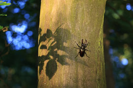 Lunatier mâle sur l'écorce d'un chêne dans une forêt de feuillus, Bade-Wurtemberg, Allemagne sur Frank Fichtmüller