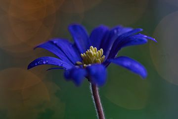 Anemone mit Bokeh von Lindy Schenk-Smit