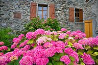 Flowering hydrangeas