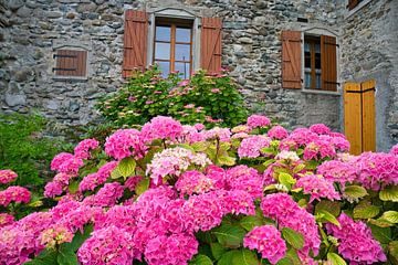 Bloeiende hortensia's van Tanja Voigt