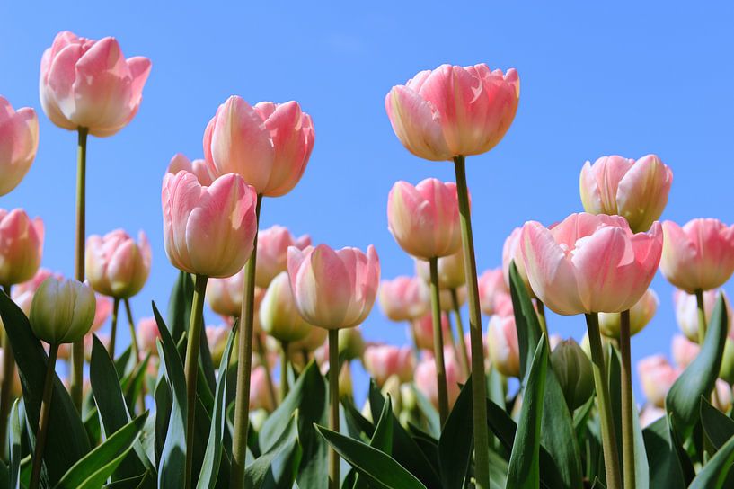 Pink tulips in the fields in Holland by Ivonne Wierink