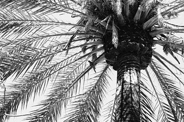 Nahaufnahme Palm Tree Bottom von Walljar