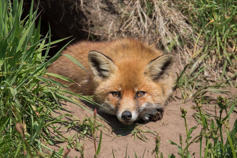 Vos, Dier, Natuur,Wildlife,  von matthijs van eerden