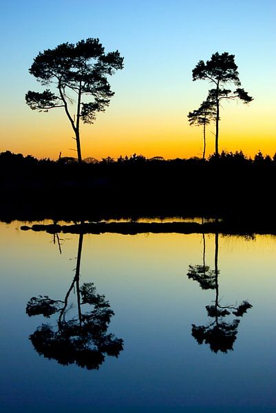 Japanse bomen van Douwe Schut