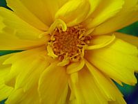 Yellow flower
