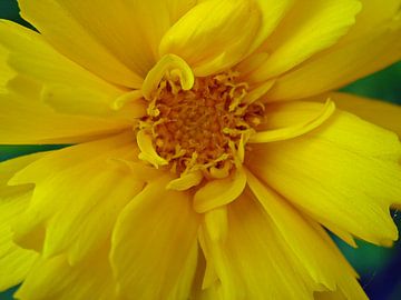 Gele bloem van Frank Kleijn