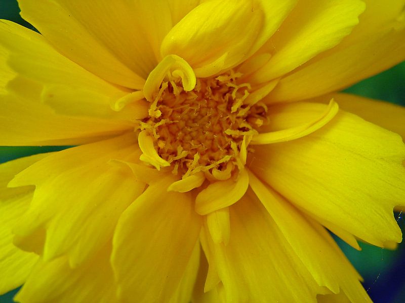 Gelbe Blume von Frank Kleijn
