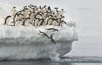 Pinguïns springen van Joan Gil Raga
