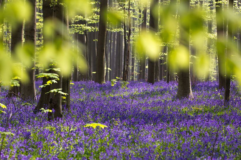 Hallerbos. von Patrick Brouwers