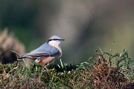 Nuthatch by Merijn Loch