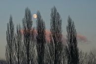 Mistige boomtoppen tegen een kleurrijke avondlucht met bijna volle maan van Kristof Lauwers thumbnail
