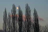 Mistige boomtoppen tegen een kleurrijke avondlucht met bijna volle maan