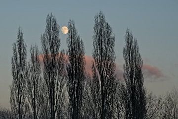 Neblige Baumkronen vor einem farbenfrohen Abendhimmel mit einem fast vollen Mond