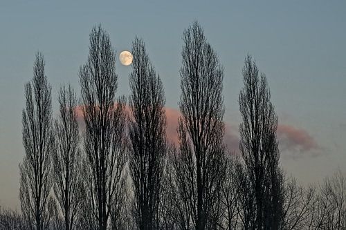 Mistige boomtoppen tegen een kleurrijke avondlucht met bijna volle maan