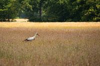 Stork on the moors