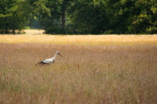 Storch im Moor