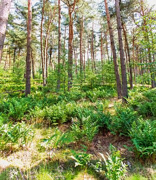 Der Grüne Wald von Le Roux Art