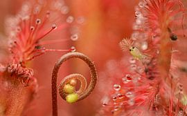 Zonnedauw met beestje van Layla Scheffer