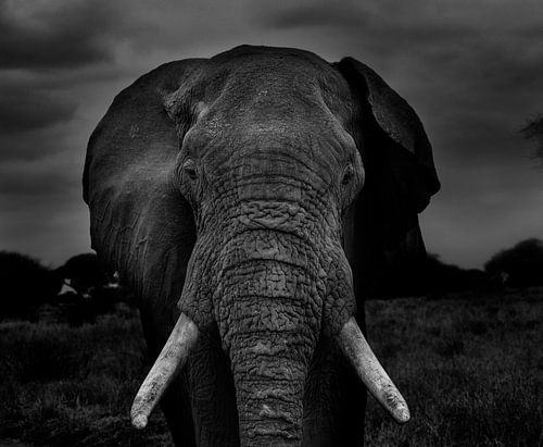 African Elephant