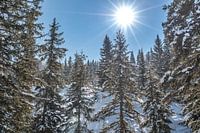 Winter landschap