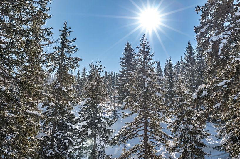 Winter landschap von Edwin Sonneveld