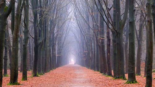 Stille reuzen