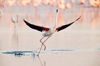 Flamingo dansen