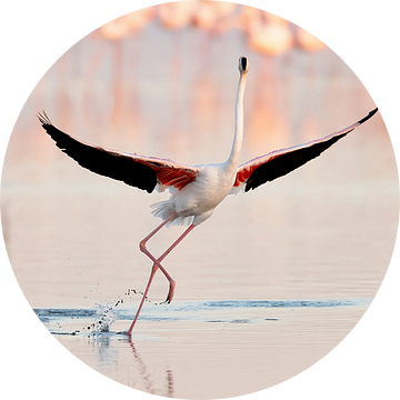 Flamingo Dancing, Joan Gil Raga van 1x