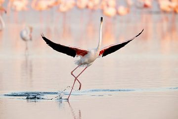 Flamingo tanzen, Joan Gil Raga von 1x