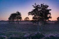 heideveld bij zonsopkomst