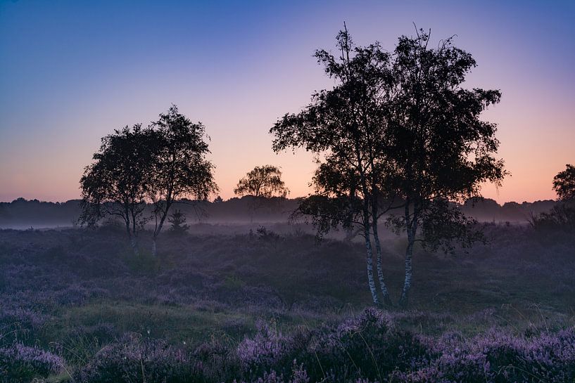 Heideland bei Sonnenaufgang von Tanja de Mooij