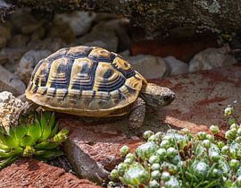 Griechische Landschildkröte im Terrarium von ManfredFotos
