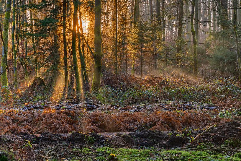 Nebulöser Sonnenuntergang von Uwe Ulrich Grün