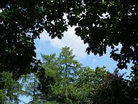 bomen in een blauwe lucht