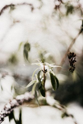 Winterse vlinderstruik in de sneeuw | outdoor photography