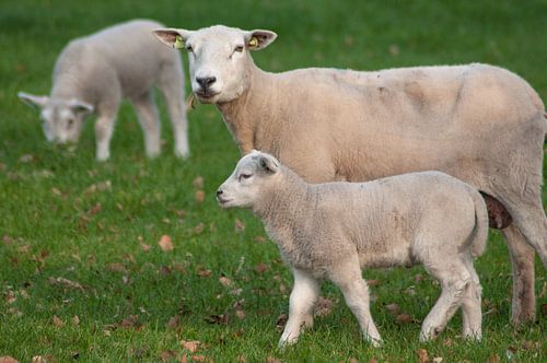 Schaap met een lammetje