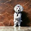 Un chien blanc se tient contre un mur de marbre brun sur Maud De Vries