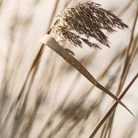 Reeds in the wind by Evelien